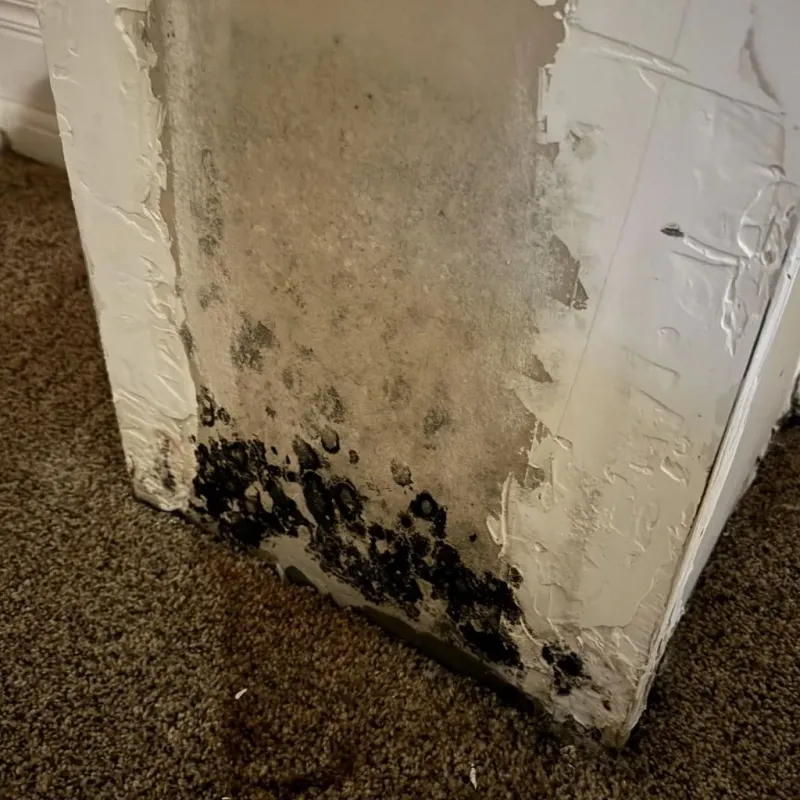Professional Mold Removal in Graves County, KY